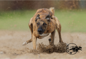 HONDRACEBIJTPUZ Puzzel Winhond in het zand