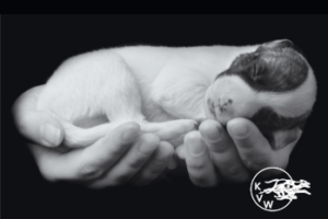 Puzzel Puppy in hand