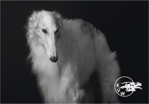 Puzzel Hond zwart/wit